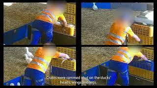 Evanna Lynch condemns the violent depopulation of ducks at Gressingham Foods' farm