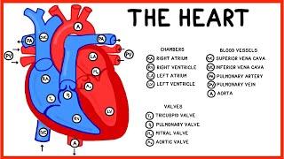 The Heart and Circulatory System Structure and Function