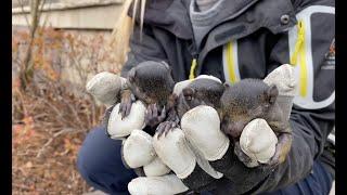 Baby Squirrel Removal Goes NUTS!