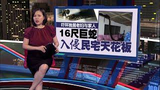 16尺巨蛇潜入住家天花板   吓坏独居老妇与家人  | 新闻报报看 26/11/2024