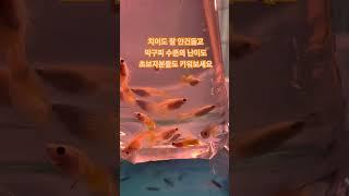 몽키바나나 초보자분들도 키우기 쉽습니다