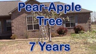 Pear-Apple Grafted Tree 7 Years Later