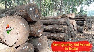 Sal Wood Best Quality in India I Siliguri Sal