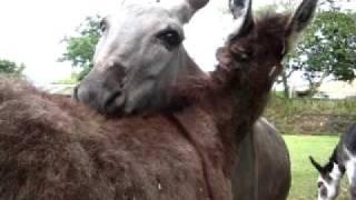 Donkey grooming