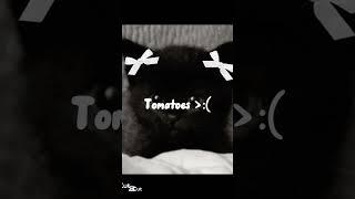 I like-  #viralvideo #viralshort #edit #kitten #cat #cute