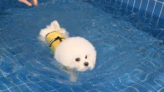 My Puppy Swims For the First Time!