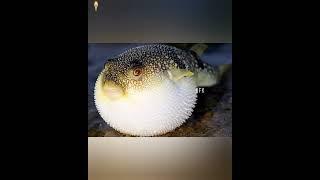  puffer fish fact #amazing fact's in kannada #kannada facts #facts kannada