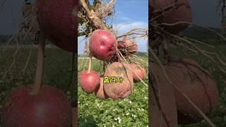다른 감자랑 비교 자체를 하지 마세요! #홍감자 #돌쇠네농산물