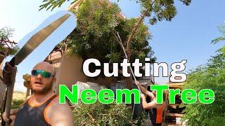 Pruning the Neem Tree wiith the Saw, Brunch Cutting at Height |Bee13Bux