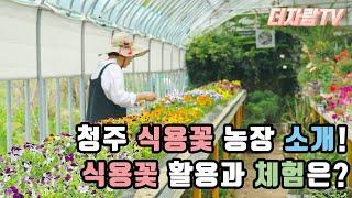 청주 식용꽃 농장 소개! 식용꽃은 어디로 팔리고 어떻게 체험할 수 있나요?