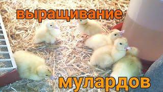 ПЕРВЫЕ ДНИ МУЛАРДОВ. КОРМЛЕНИЕ, ПОЕНИЕ, ПРОПОЙКА?!
