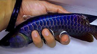 The Ultimate 8 Inches Golden Blue Base Arowana Fish