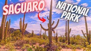 Saguaro National Park - Tucson Arizona