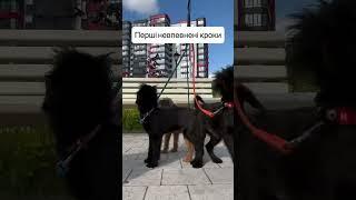 Перші самостійні кроки у великому місті #brusselgriffon #грифон