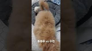 투투무 vs 수건 #웃긴강아지#강아지웃긴영상#funnydog#cutedog#tomboydog#funnypuppy#cutepuppy#tomboypuppy#강아지이갈이 #터그놀이