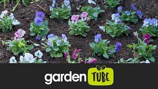 Planting bedding plants for the best result