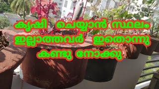 വീട്ടാവശ്യത്തിനുള്ള പച്ചക്കറികൾ  balcony garden ideas malayalam|വീട്ടിലെ പച്ചക്കറി കൃഷി|the brighter