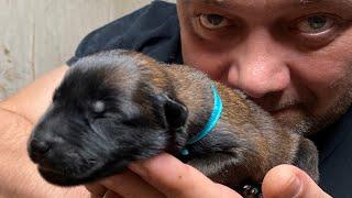 Newborn Malinois ‍