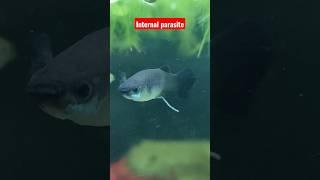 white poop (sign of internal parasite) #aquarium #treatment