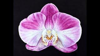 How to paint an Orchid in watercolor ~ demo tutorial ~ Marie Burke Art