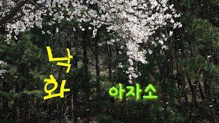 아자소/ 낙화
