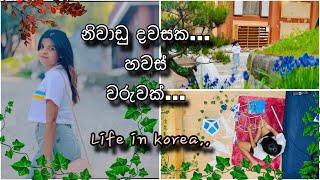 මම හදපු ලස්සනම වෙසක් කූඩුව  | LIFE IN KOREA | Evening Vlog 