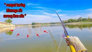 APAKAH SARANG IKAN️️ AYO KITA COBA SPOT RUMPUT KERING INI || mancing ikan nila di waduk pondok