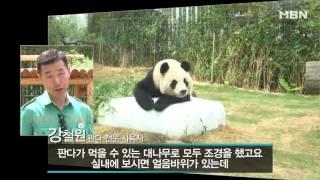 '귀여움 주의' 중국에서 온 판다 2마리 21일 첫 공개!