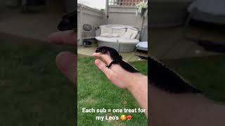 Longer more educational videos are in the process! #leopardgecko #animals #gecko #reptiles #pets