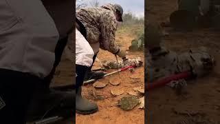 Forest officer saved the big cat from the trap..#funnyclipzz..