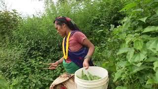 Nepali village || Cooking green sisno vegetables in the village