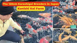 Konishi Koi Farm, the Koi breeder who breed the largest Karashigoi in the world