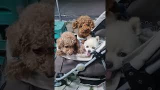 토리친구들.아빠.엄마가게에쌀사러왔어요.친구들안녕