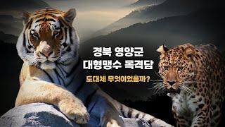 산골 마을에 호랑이와 표범이 나타났다? | 2000년 경상북도 영양군 호랑이, 표범 목격담