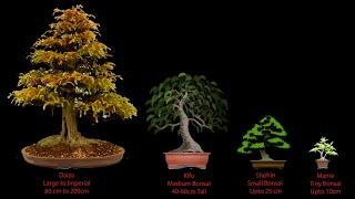 46) Caring for Mame Bonsai - Advance Bonsai Technique