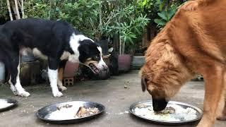 E WAI don't want to eat chicken neck episode 297| By Dog Food TV