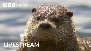  LIVE: Amazing Otter Moments | BBC Earth