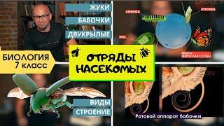 Отряды Жесткокрылые, Чешуекрылые, Двукрылые. Жуки, бабочки. Биология 7 класс Насекомые Инфоурок ЕГЭ