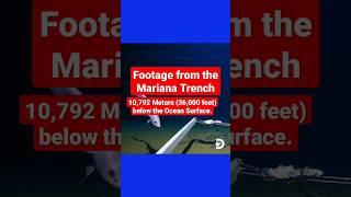 Footage from the Mariana Trench. 10,792 Meters (36,000 feet) below the Ocean Surface |