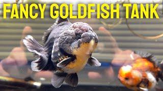 60 GALLON FANCY GOLDFISH TANK - An overview and guide of Yuan Bao goldfish tank