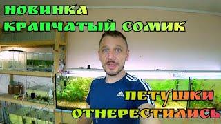 Выводок Меченосцев. 60 крапчатых сомиков. Петушки отнерестились