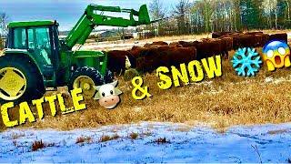 The Cattle Ranch  & a BIG Snow ️ Storm!