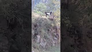 Beautiful Black & White Goat in Mountain Village | Summers | Nature Buddies #shorts #ytshorts #viral