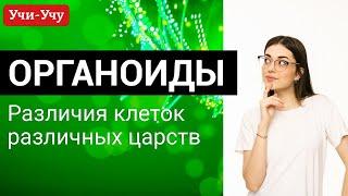 Органоиды. Различия клеток различных царств | Биология ЕГЭ | Учи-Учу