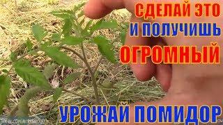 Сделайте это и УРОЖАЙ ПОМИДОР будет ГОРАЗДО БОЛЬШЕ!