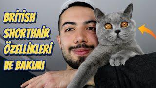 British Shorthair Özellikleri ve Bakımı (DETAYLI) 