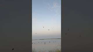 3shot and 3teal downsubscribe #duckhunt #duckhunter