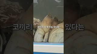 #코끼리조개 #조개 #횟집 #식당 #여행그리기 #여행 #풍경그림 #거제여행 #포토존 #국내여행 #travel #트레킹 #동행 #바다