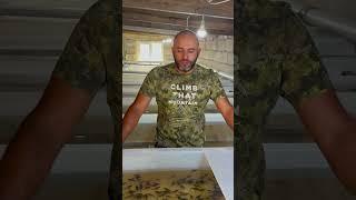Рыбная ферма в Армении 150.000 сибирского осётра в селе Птхни #армения #рыба #осётр