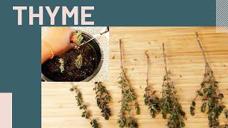 Gardening Tips: Propagating Thyme from Cuttings